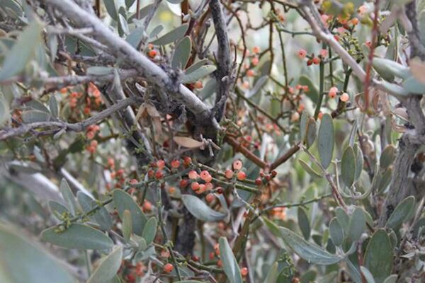 EL MUÉRDAGO TOJI, UNA ESPERANZA NATURAL CONTRA EL SÍNDROME METABÓLICO