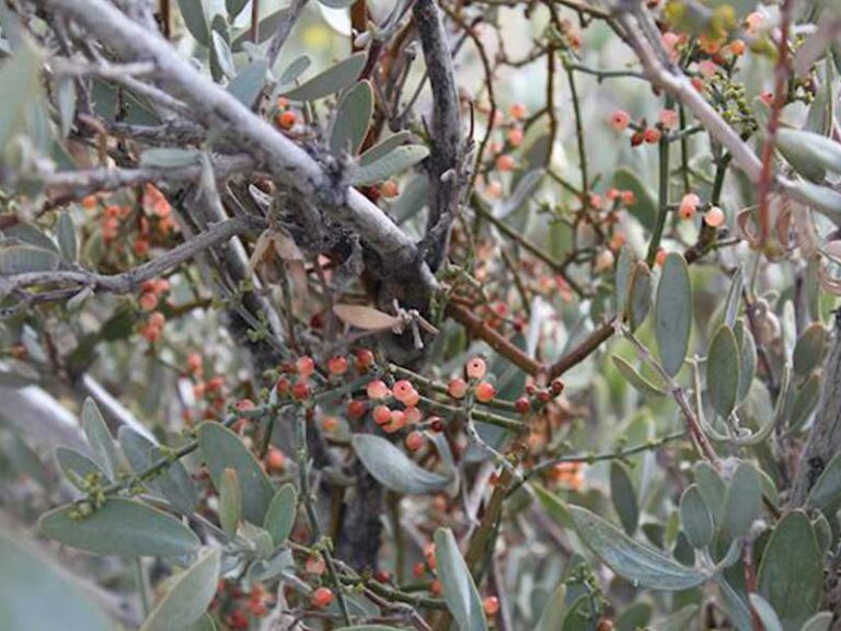 EL MUÉRDAGO TOJI, UNA ESPERANZA NATURAL CONTRA EL SÍNDROME METABÓLICO