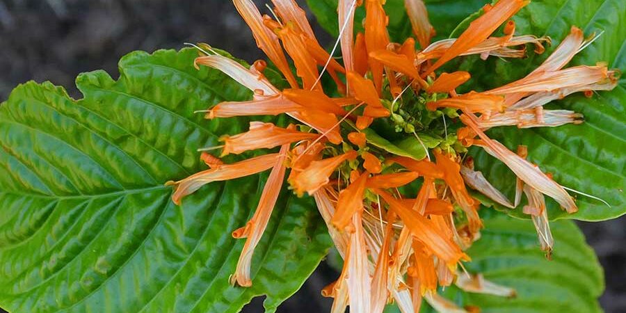 EL MUICLE, DESCUBRE EL POTENCIAL ANTIOXIDANTE DE SU BEBIDA