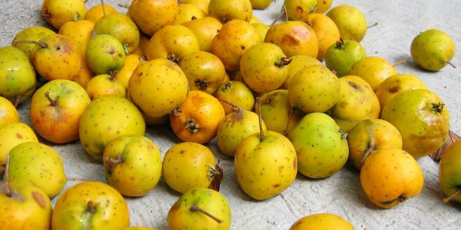 EL TEJOCOTE PROTAGONISTA TRADICIONAL DE LAS FIESTAS DECEMBRINAS