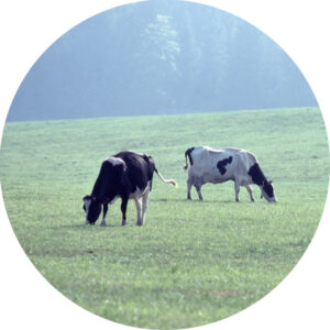 Cows