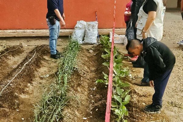HUERTOS ESCOLARES Y SU IMPORTANCIA PARA LA NIÑEZ