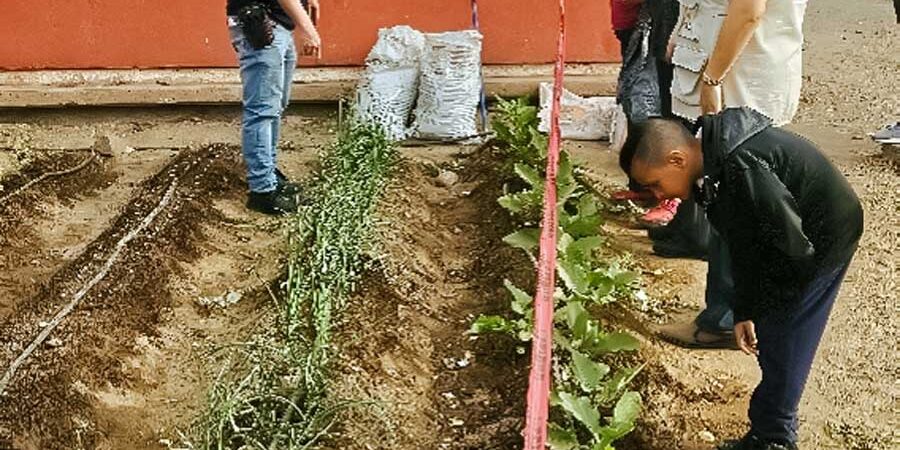 HUERTOS ESCOLARES Y SU IMPORTANCIA PARA LA NIÑEZ