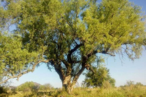 UN ALIADO NATURAL DEL DESIERTO, EL POTENCIAL ANTICANCERÍGENO DE UNA LECTINA DEL PALO FIERRO