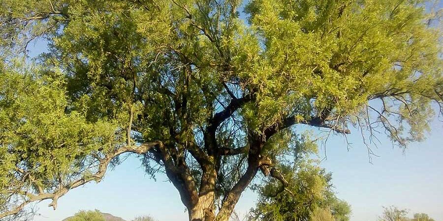 UN ALIADO NATURAL DEL DESIERTO, EL POTENCIAL ANTICANCERÍGENO DE UNA LECTINA DEL PALO FIERRO