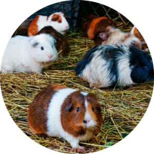 selective-focus-shot-hamsters-walking-ground2