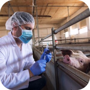 veterinarian-cattle-farm