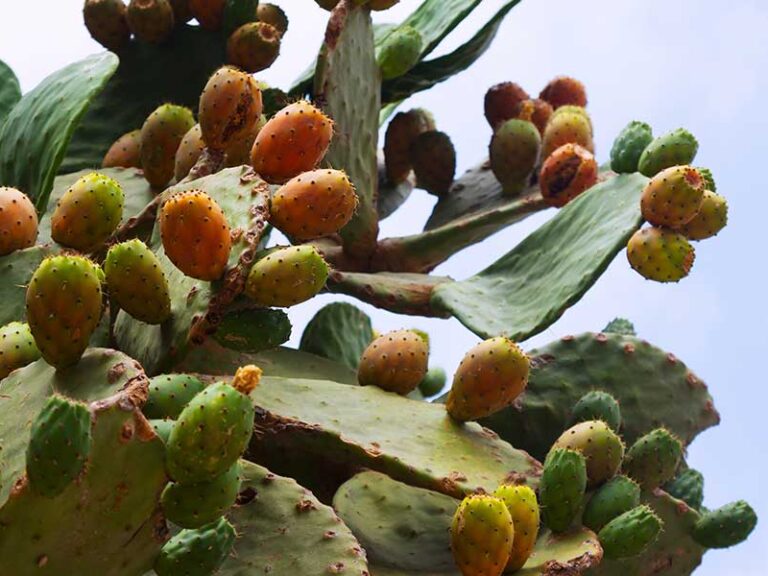 BETALAÍNAS UNA ALTERNATIVA NATURAL Y SALUDABLE PARA SUSTITUIR COLORANTES SINTÉTICOS EN ALIMENTOS