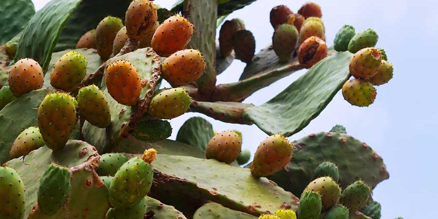 BETALAÍNAS UNA ALTERNATIVA NATURAL Y SALUDABLE PARA SUSTITUIR COLORANTES SINTÉTICOS EN ALIMENTOS